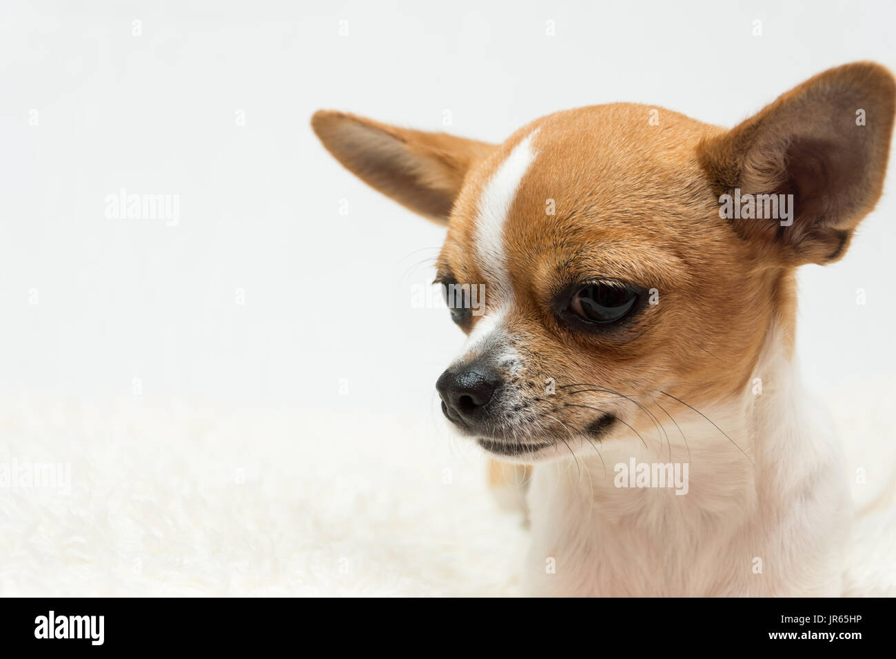 Süße tan und weiß Chihuahua Welpen auf weißem Hintergrund Stockfoto