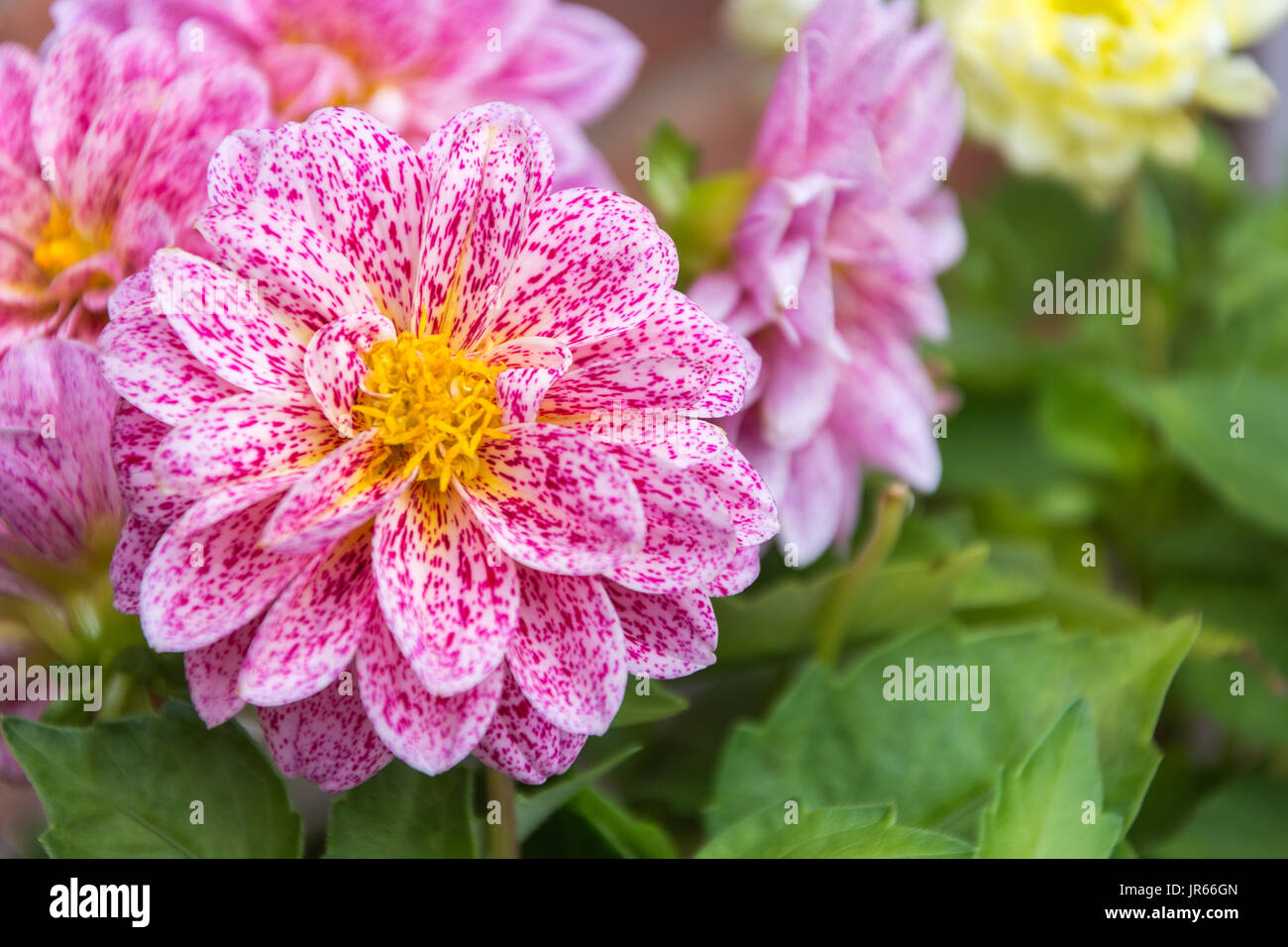 Rosa gefleckte Blumen im Garten Stockfoto