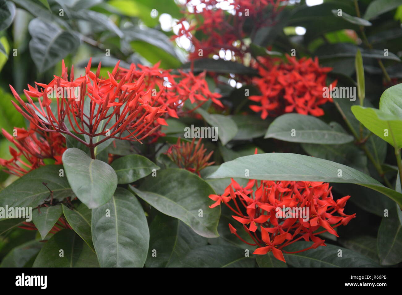 Die rote Blume ist die Schönheit der Erde. Die rote Blume Schönheit des Menschen in der Welt. Stockfoto