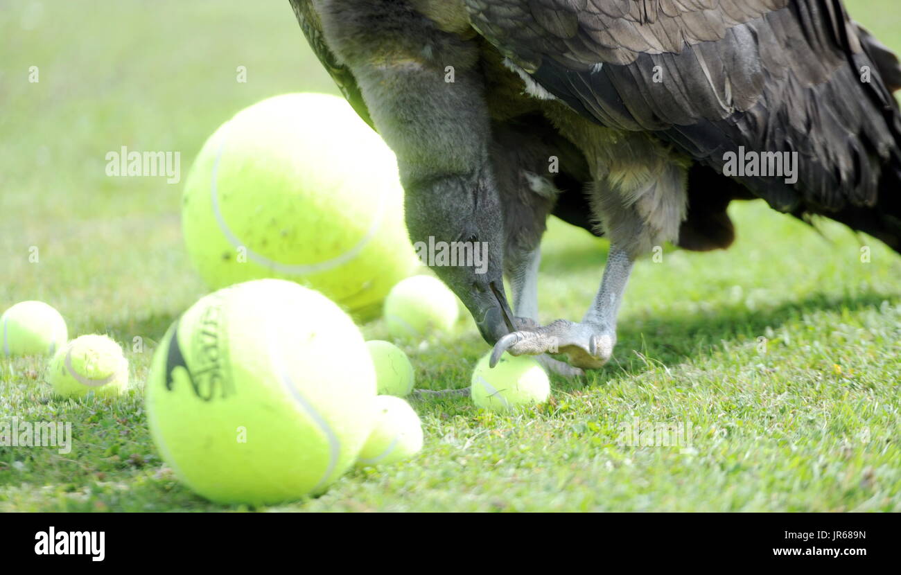 Vorteil Moccas: Moccas der Andenkondor, liebt das Spiel mit Tennisbällen. Moccas 26. April 2015 am International Centre for Birds Of Prey in Newent, Gloucestershire, England, geschlüpft war und ist ein Fan von ehemaligen Wimbledon-Spieler Boris Pecker (Boris Becker) und Jimmy Kondore (Jimmy Connors).  KONTAKTIEREN SIE ADAM 07703 532828 BIRDS OF PREY CENTRE. (BILD PAUL NICHOLLS) TEL 07718 152168 EDF ENERGY Süd-WEST NEWS PHOTOGRAPHER OF THE YEAR 2009/2014 WWW.PAULNICHOLLSPHOTOGRAPHY.COM wo: Newent, Gloucestershire, Großbritannien bei: Kredit-3. Juli 2017: Paul Nicholls/WENN Stockfoto
