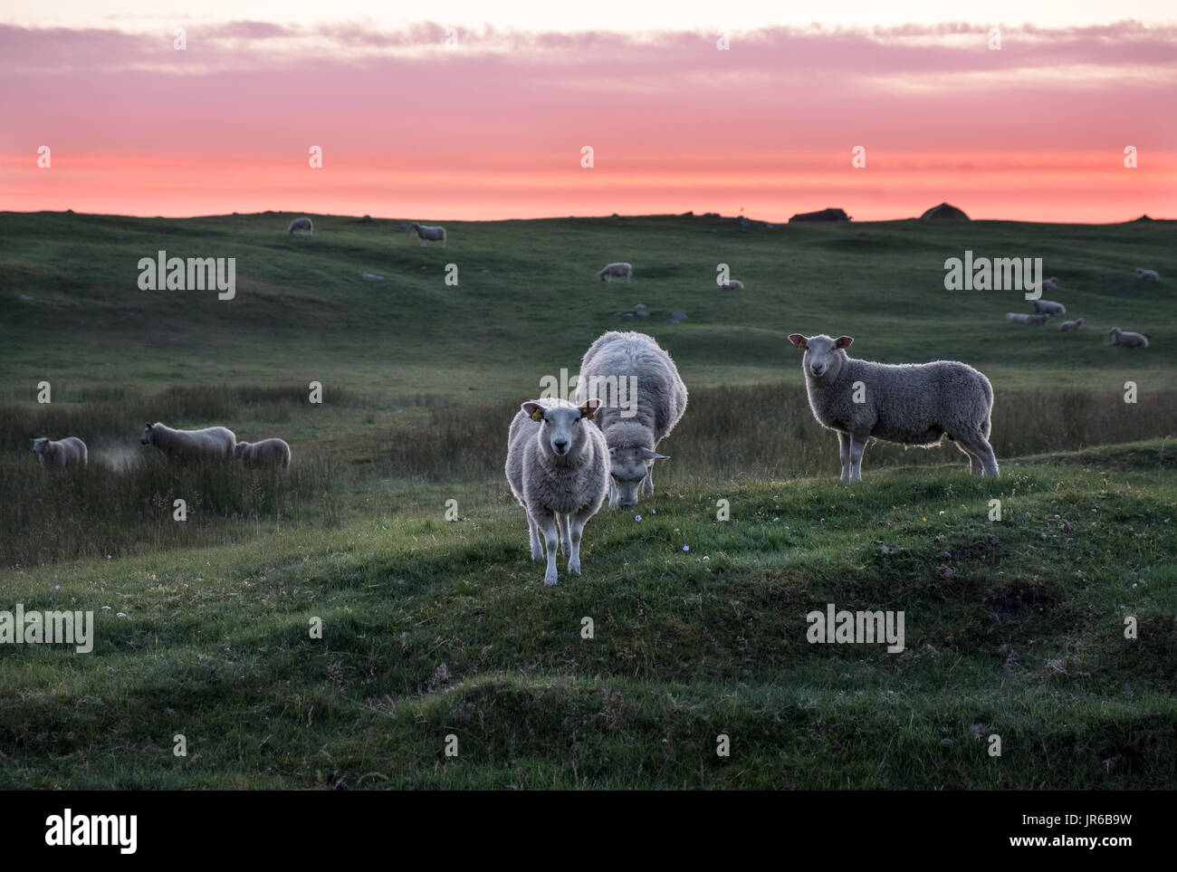 Viele Lämmer Weiden auf Wiese in der Sommernacht in Lofoten, Norwegen Stockfoto