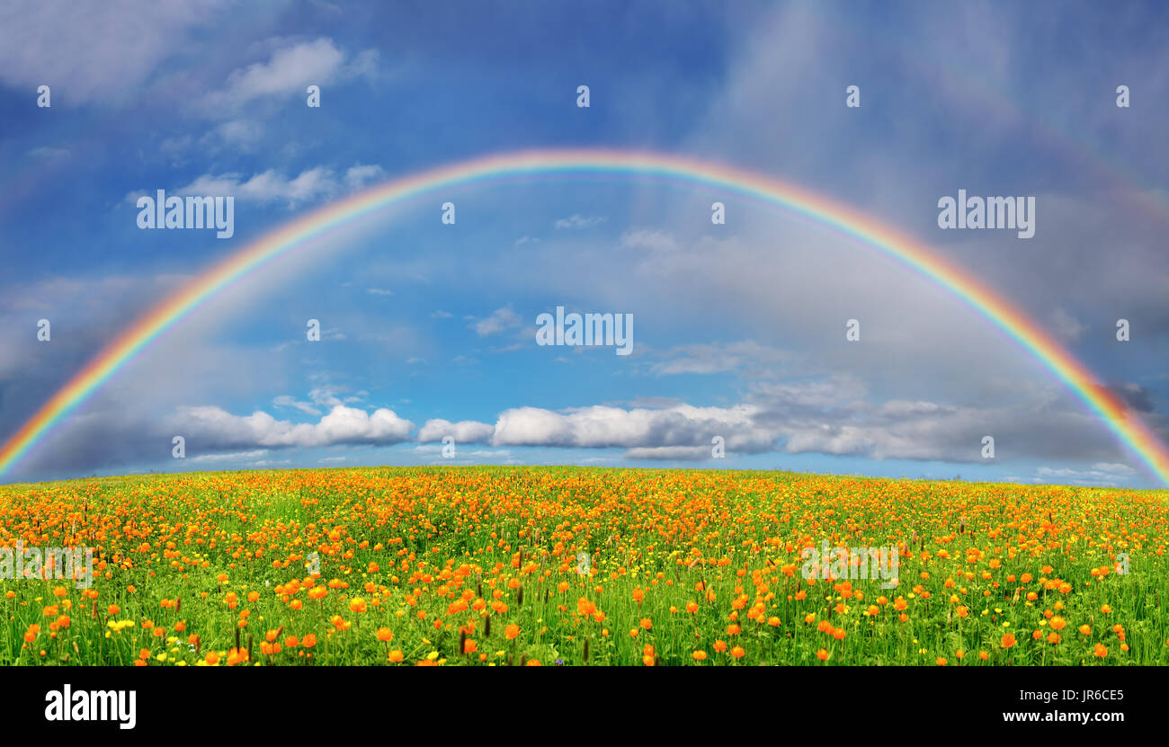 Landschaft mit blühenden Feld und Regenbogen Stockfoto