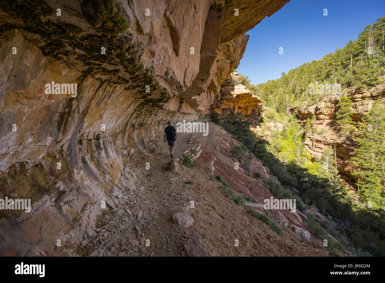 Menschen wandern, Cliff Springs, Grand Canyon National Park, Arizona, Amerika, USA Stockfoto