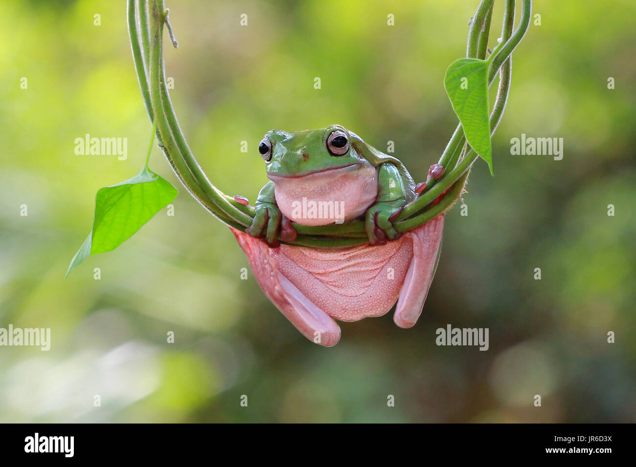 Plumpen Frosch sitzt auf einer Pflanze, Indonesien Stockfoto