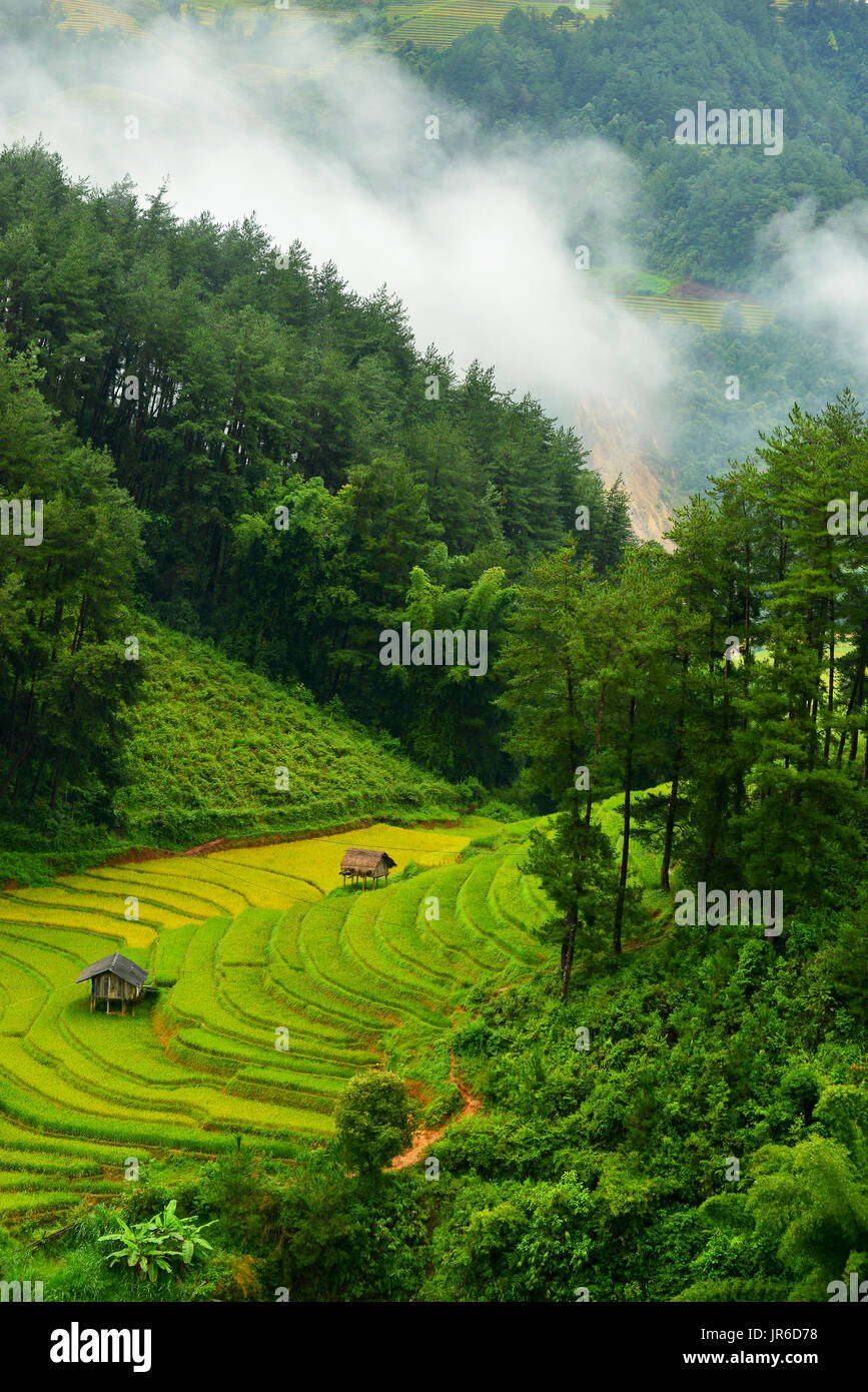 Terrassierte Reisfelder, Mu Chang Chai, Vietnam Stockfoto