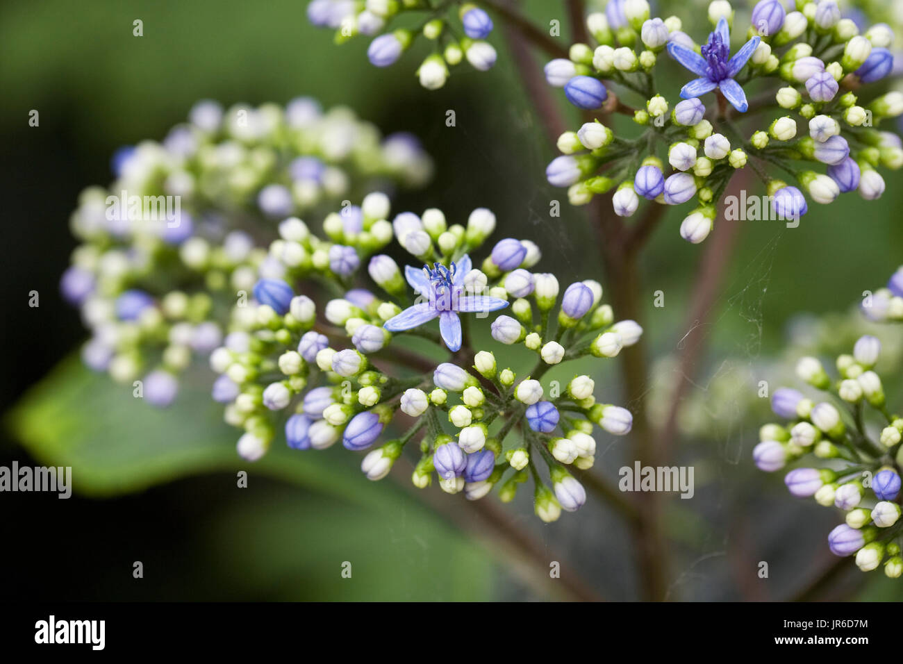 Dichroa Febrifuga Blumen. Stockfoto