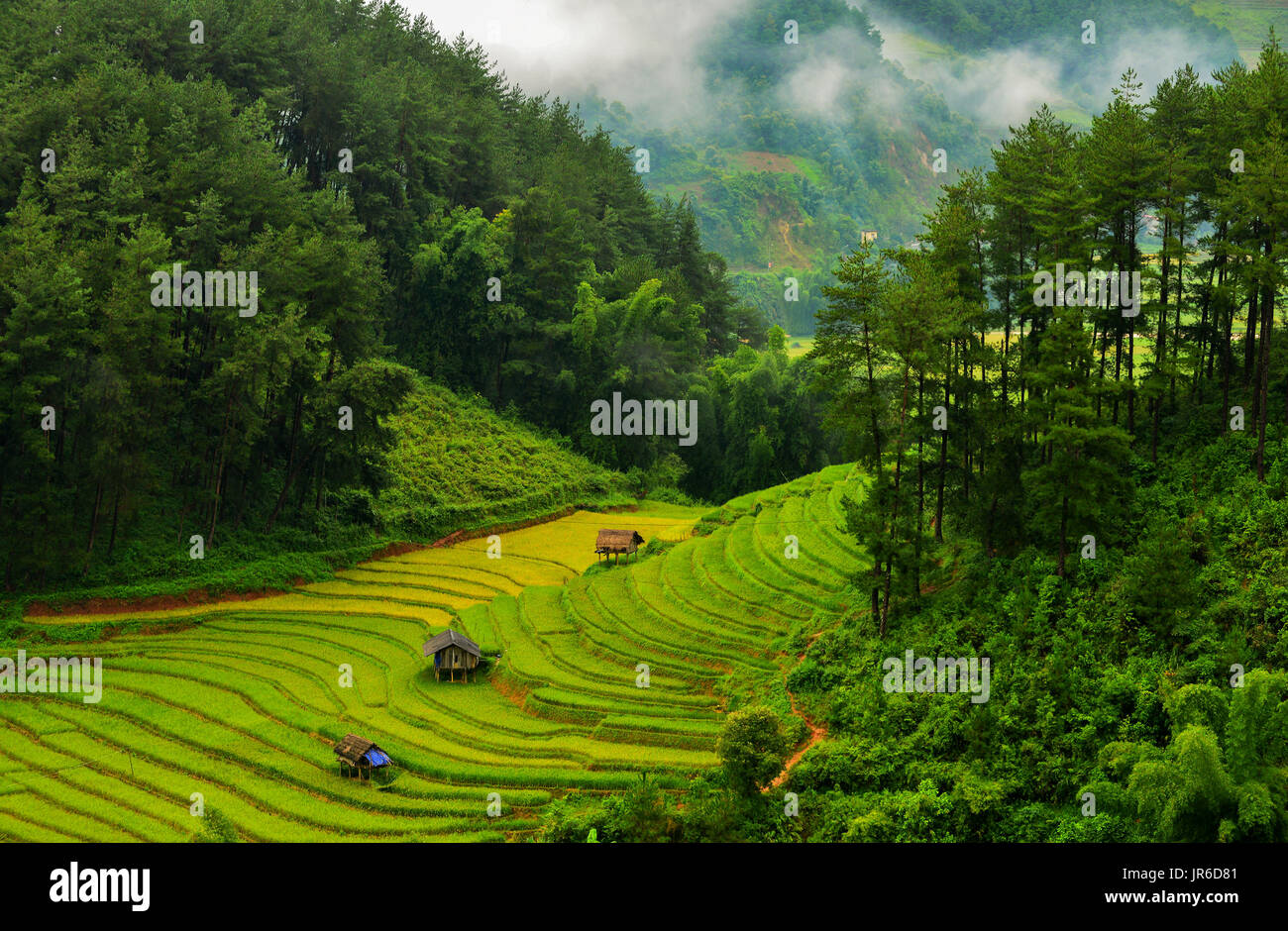 Reisterrassen, Mu Chang Chai, Vietnam Stockfoto