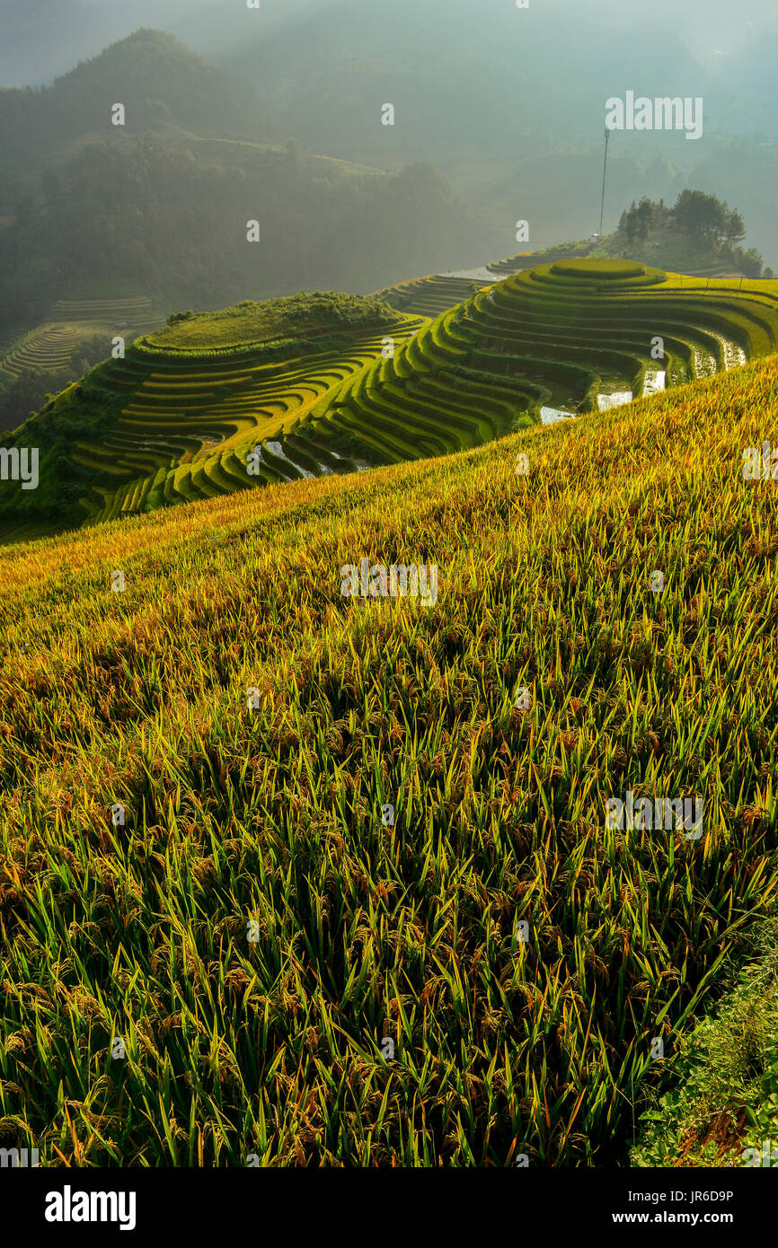 Terrassierte Reisfelder, Mu Chang Chai, Vietnam Stockfoto