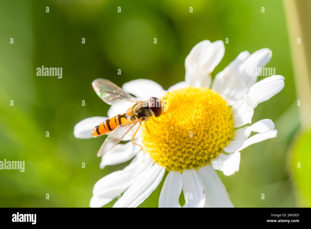 Just landed kleine Wespe auf kleine weiße Blume mit gelben Zentrum. Wespe ernähren sich von Nektar. Makro-Fotografie, schöne Schärfentiefe. Stockfoto