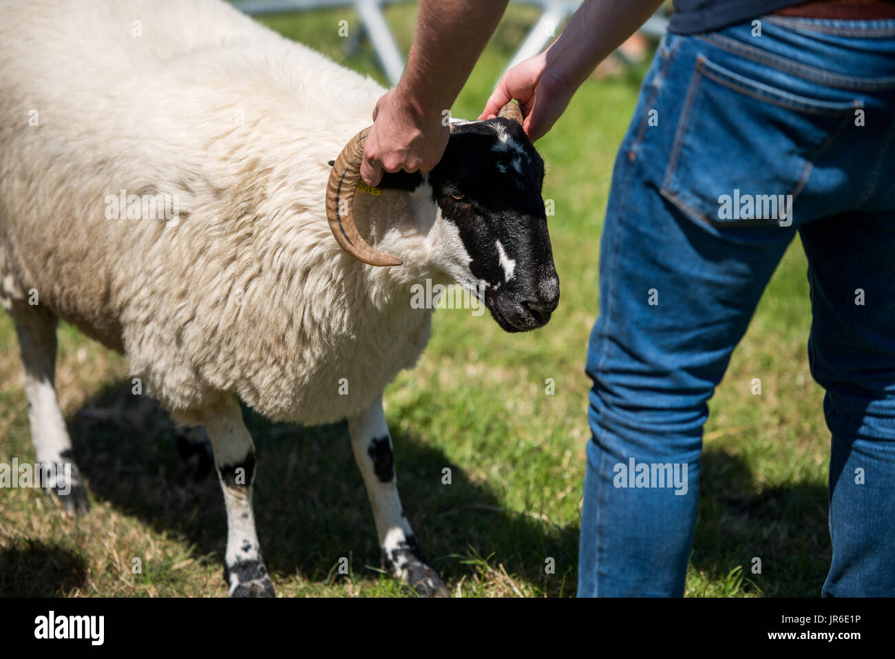 Landwirt Prüfung eine Bockshörner, Irland Stockfoto