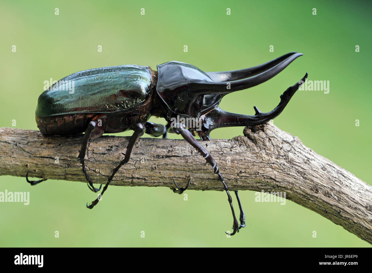 Schwarze Käfer auf einem Ast, Indonesien Stockfoto