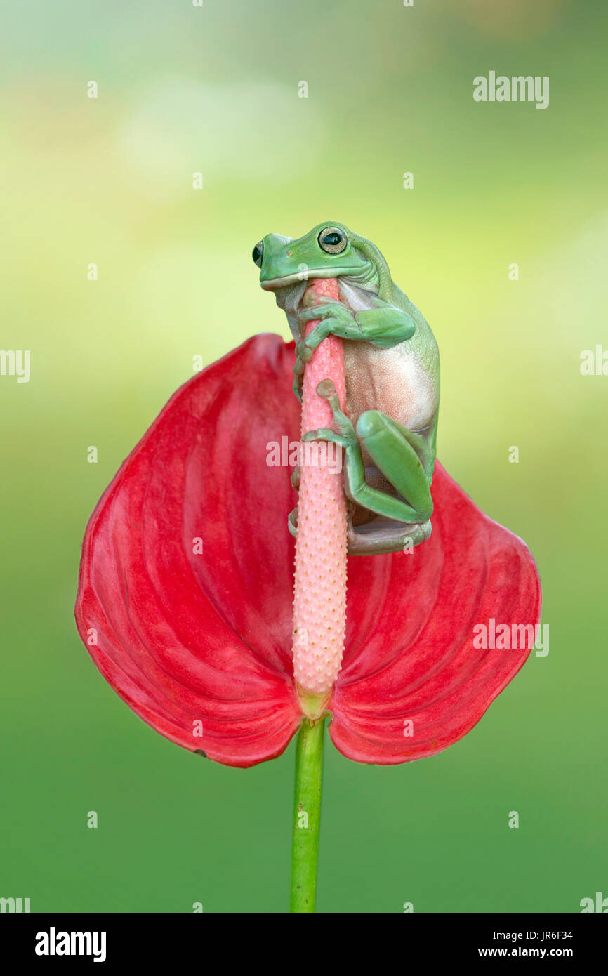 Plumpen Frosch sitzt auf einer Blume Anthurien, Indonesien Stockfoto