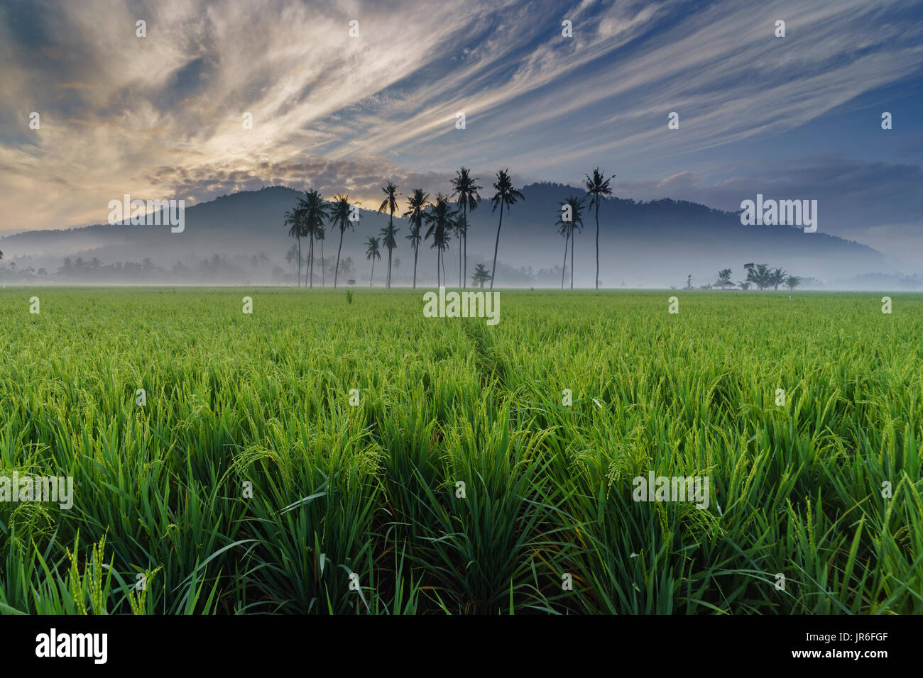 Reisfeld, Gerung, West Nusa Tenggara, Indonesien Stockfoto