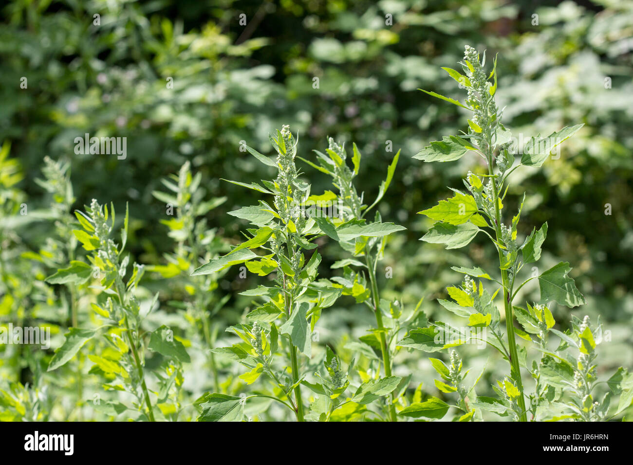 Garten Melde auf der Wiese Stockfoto