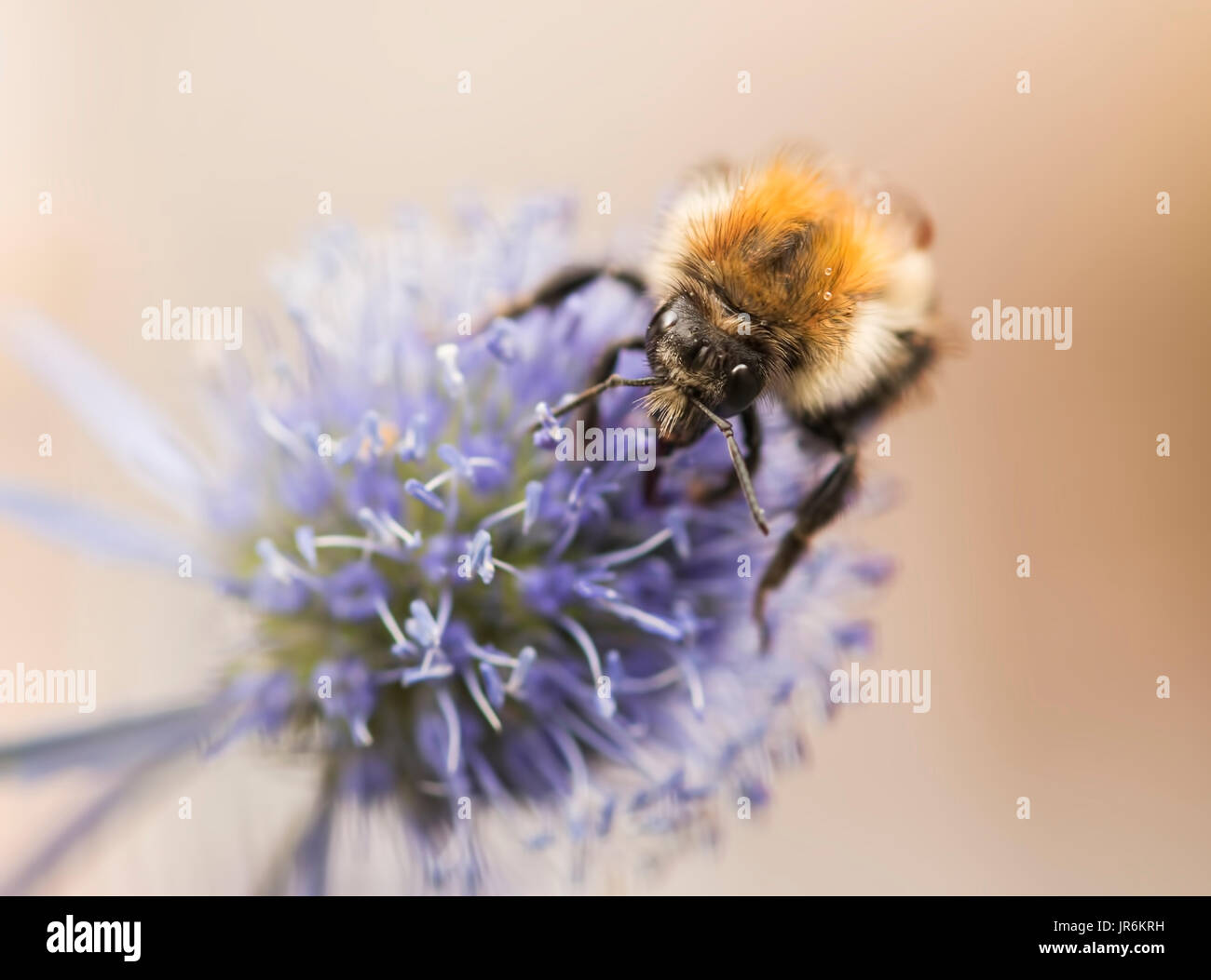 Biene auf Blume Eryngium trinken Nektar Stockfoto