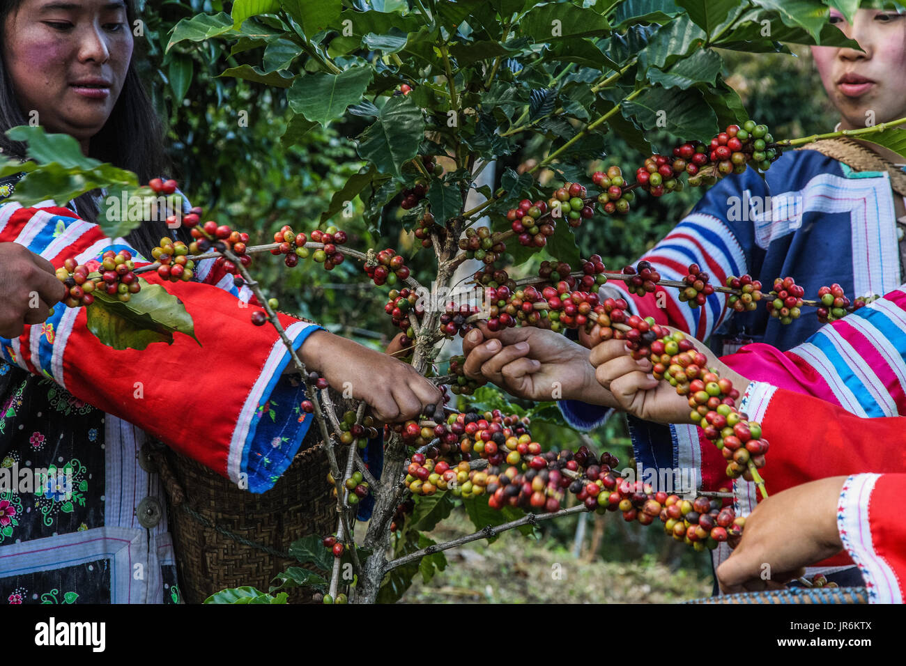 Suan Lahu Kaffeefarm, Chang Mai - Thailand, Südostasien, Asien Stockfoto