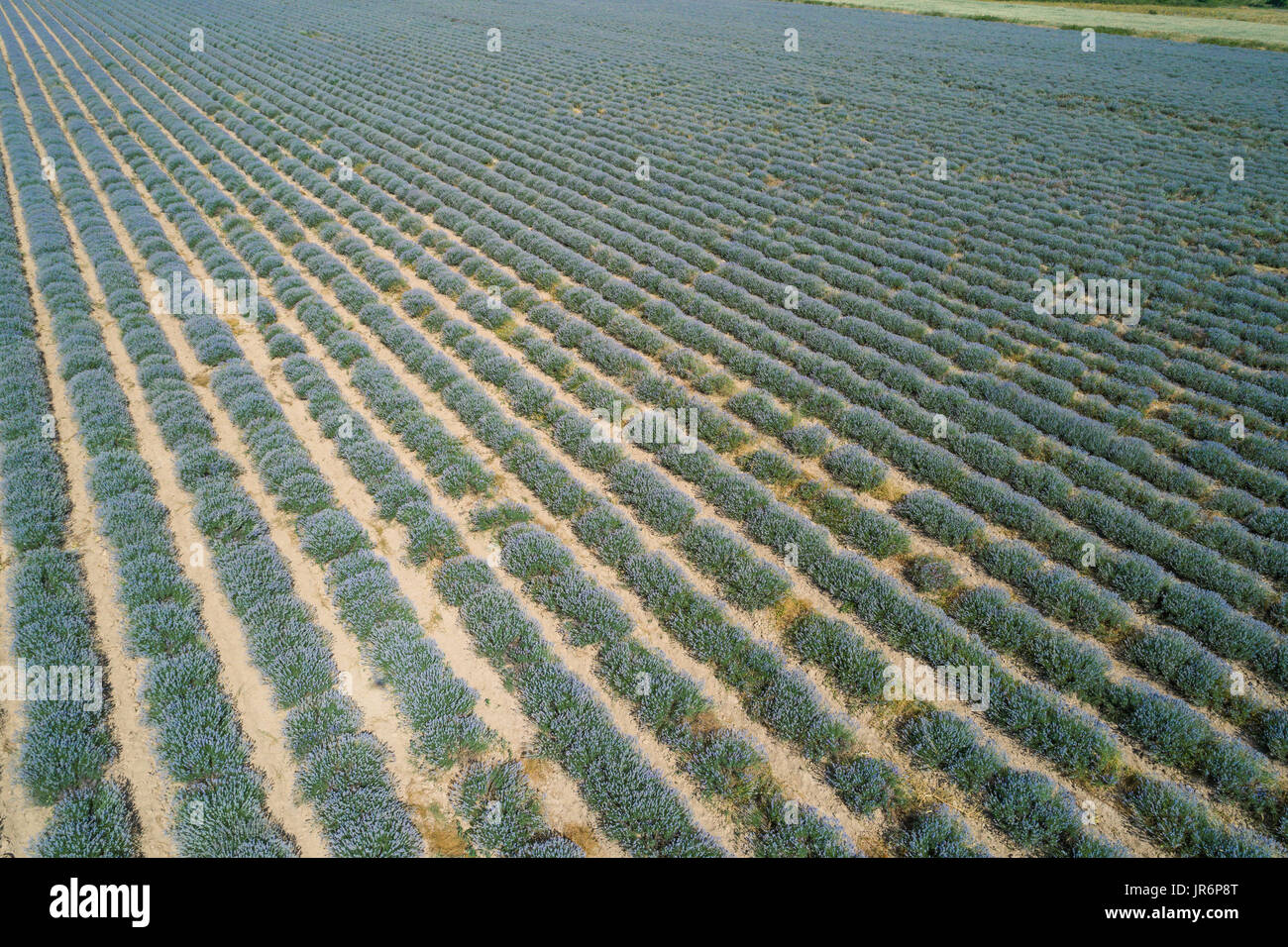 Lavendel-Feld von Drohne. Aerial Video von oben. Stockfoto