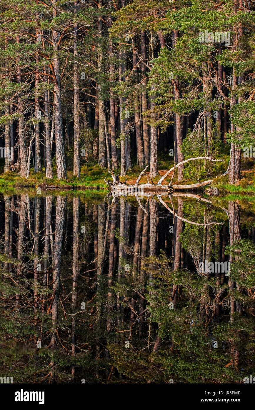 Föhren am Ufer des Loch Garten, spiegelt sich im Wasser, Abernethy Wald, Überrest des kaledonischen Waldes im Strathspey, Scotland, UK Stockfoto