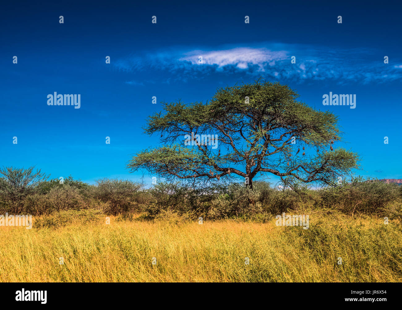 Baum in der Savanne, klassische afrikanische Landschaft Stockfoto