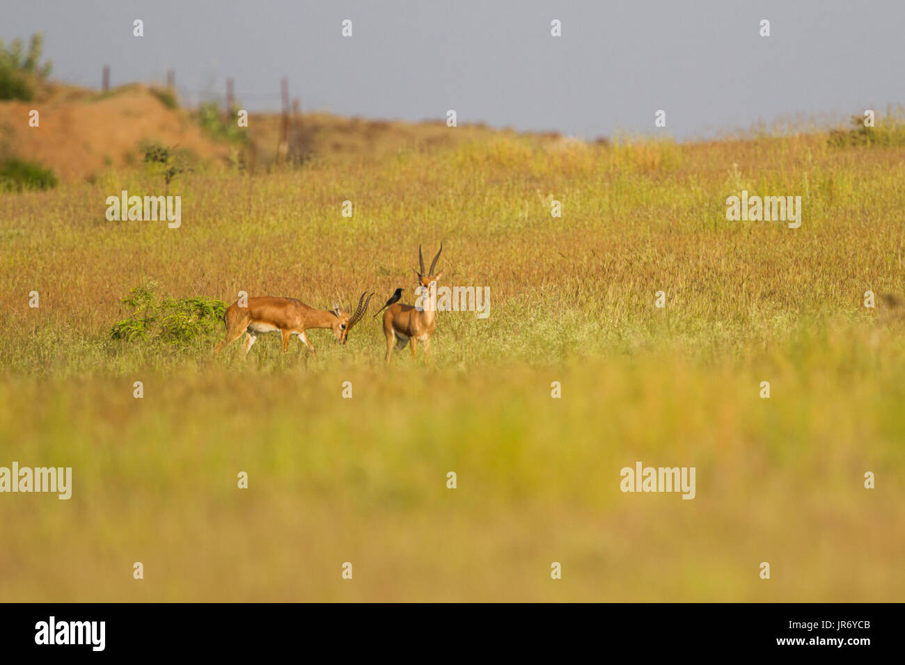 Wild Chinkara (Gazella bennettii) aka Indian Gazelle in Grasland Lebensraum um Pune, Maharashtra, Indien Stockfoto