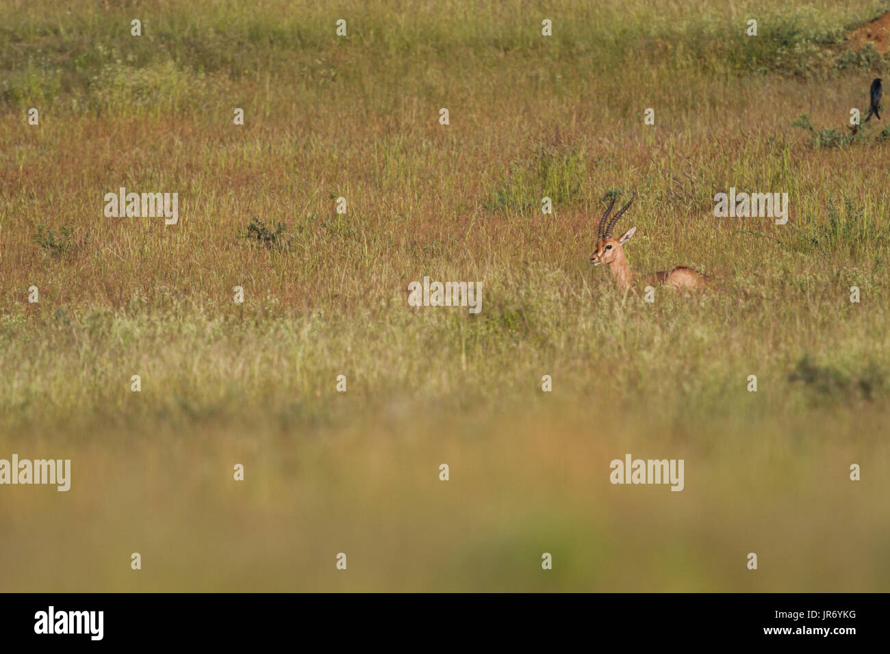 Wild Chinkara (Gazella bennettii) aka Indian Gazelle in Grasland Lebensraum um Pune, Maharashtra, Indien Stockfoto
