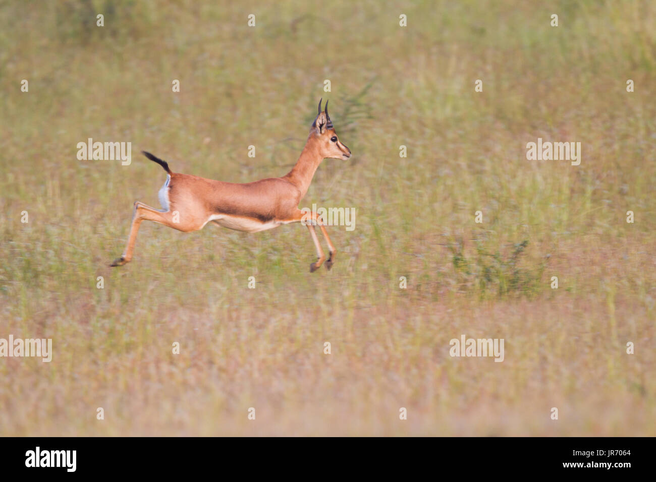 Wild Chinkara (Gazella bennettii) aka Indian Gazelle in Grasland Lebensraum um Pune, Maharashtra, Indien Stockfoto