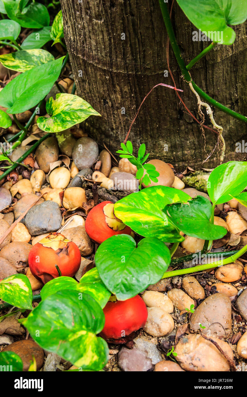 Die Frucht fällt nicht weit vom Stamm. Stockfoto