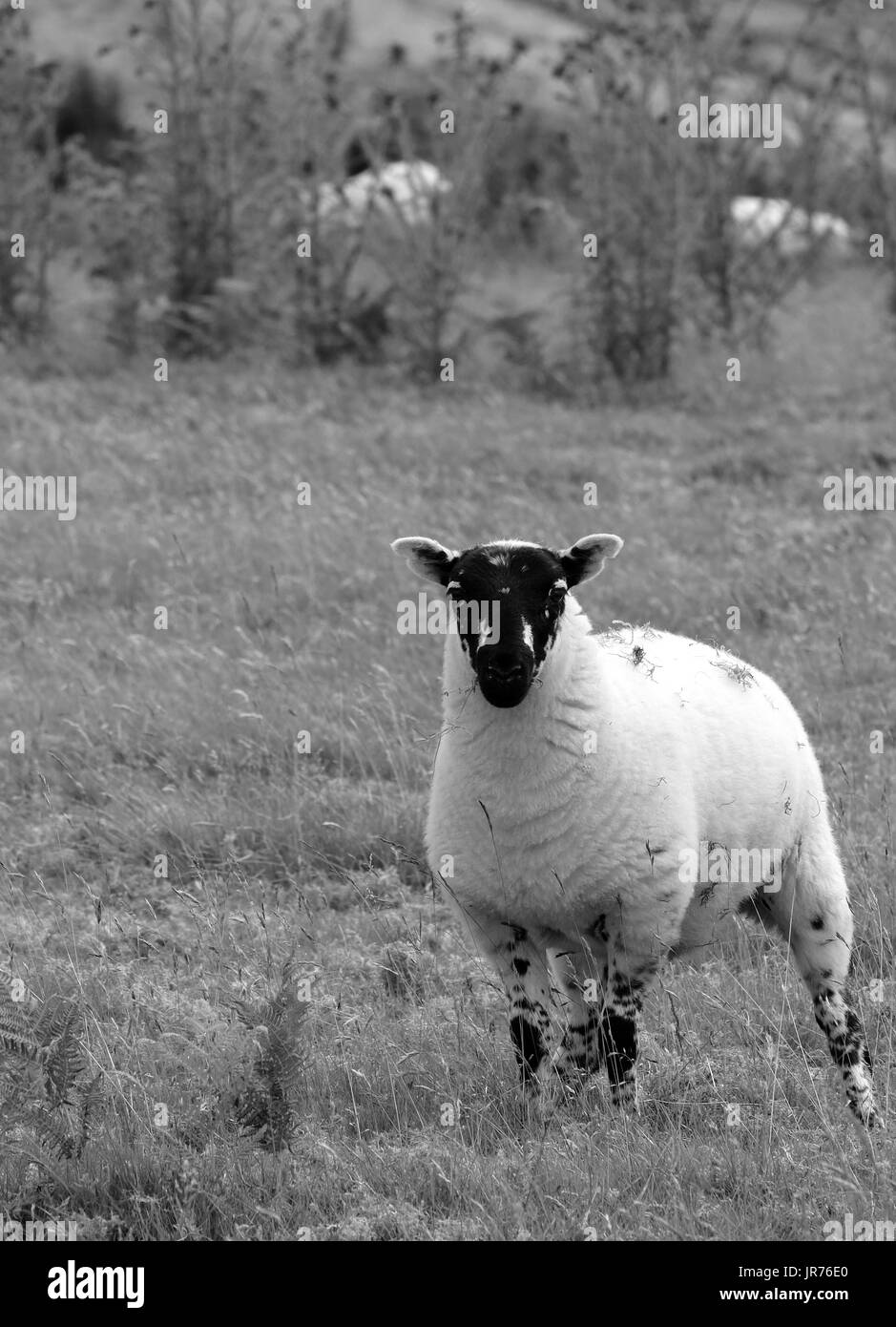 9. Juli 2017 - hill Welsh Schafe Stockfoto