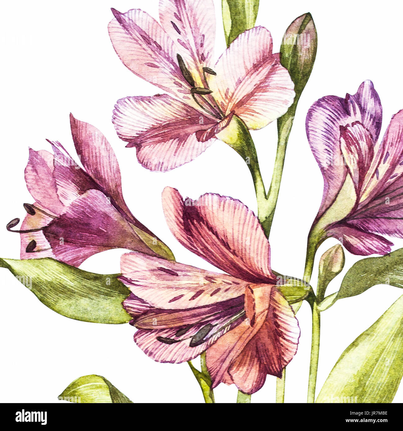 Abbildung in Aquarell von Alstroemeria Blume Blüte. Floral Karte mit Blumen. Botanische Illustration Stockfoto