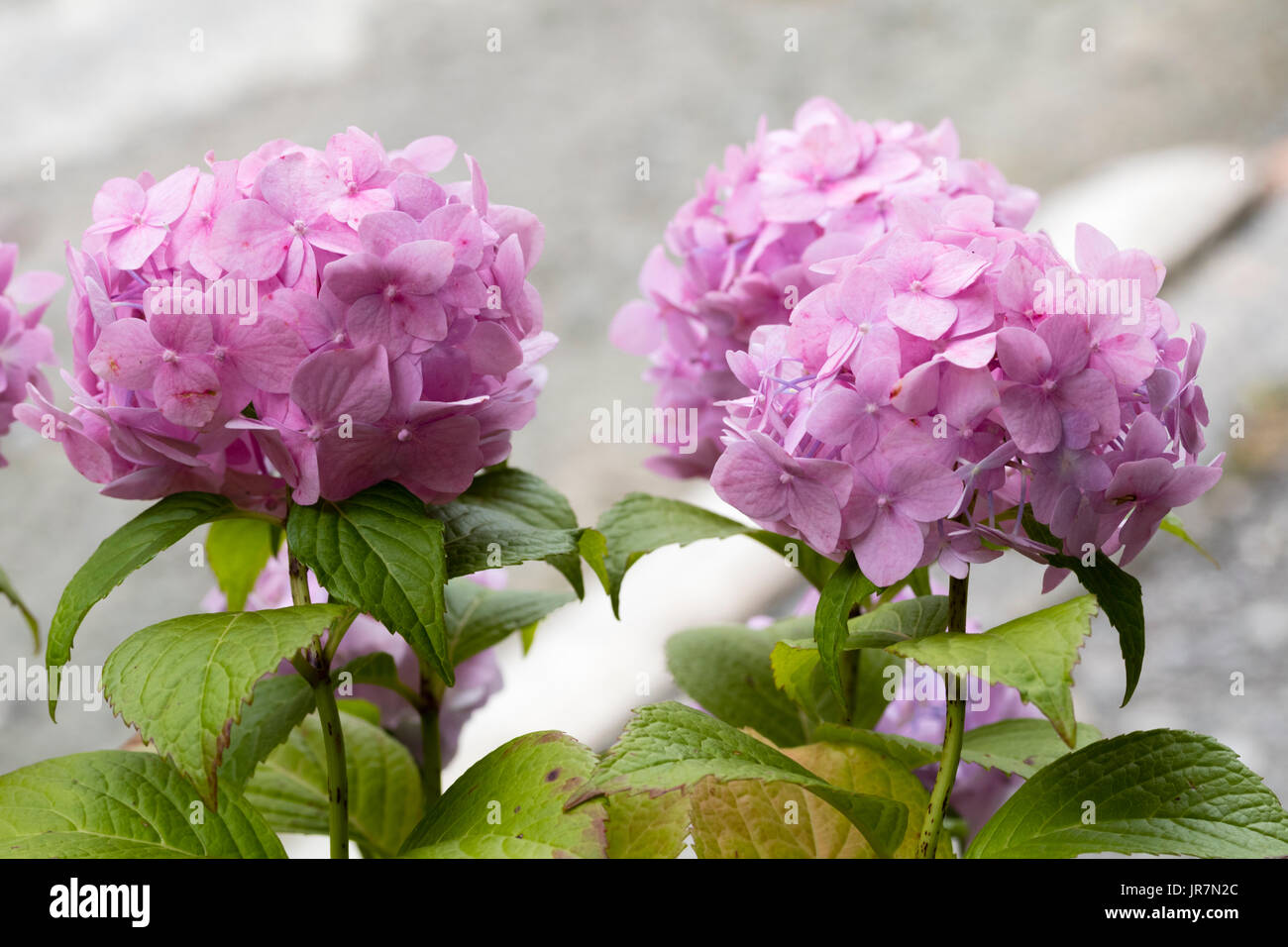 Zart rosa Blütenköpfchen der Mophead Hortensie, Hydrangea Macrophylla 'Générale Vicomtesse de Vibraye' auf alkalischen Böden angebaut Stockfoto