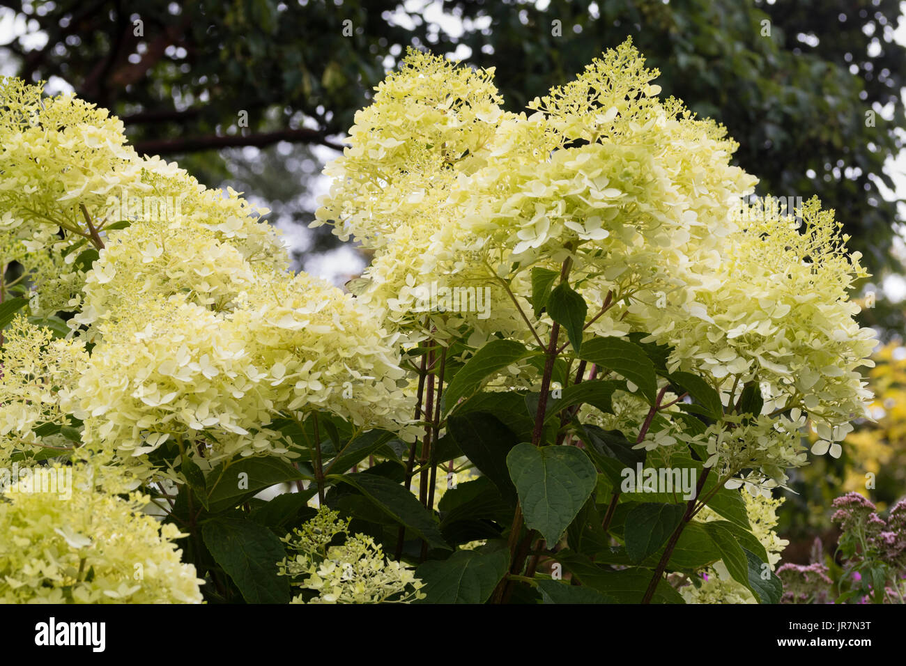 Blume Rispen des späten Sommers blühen, cremige weiße winterhart Hortensie, Hydrangea Paniculata 'Vanille-Fraise' Stockfoto