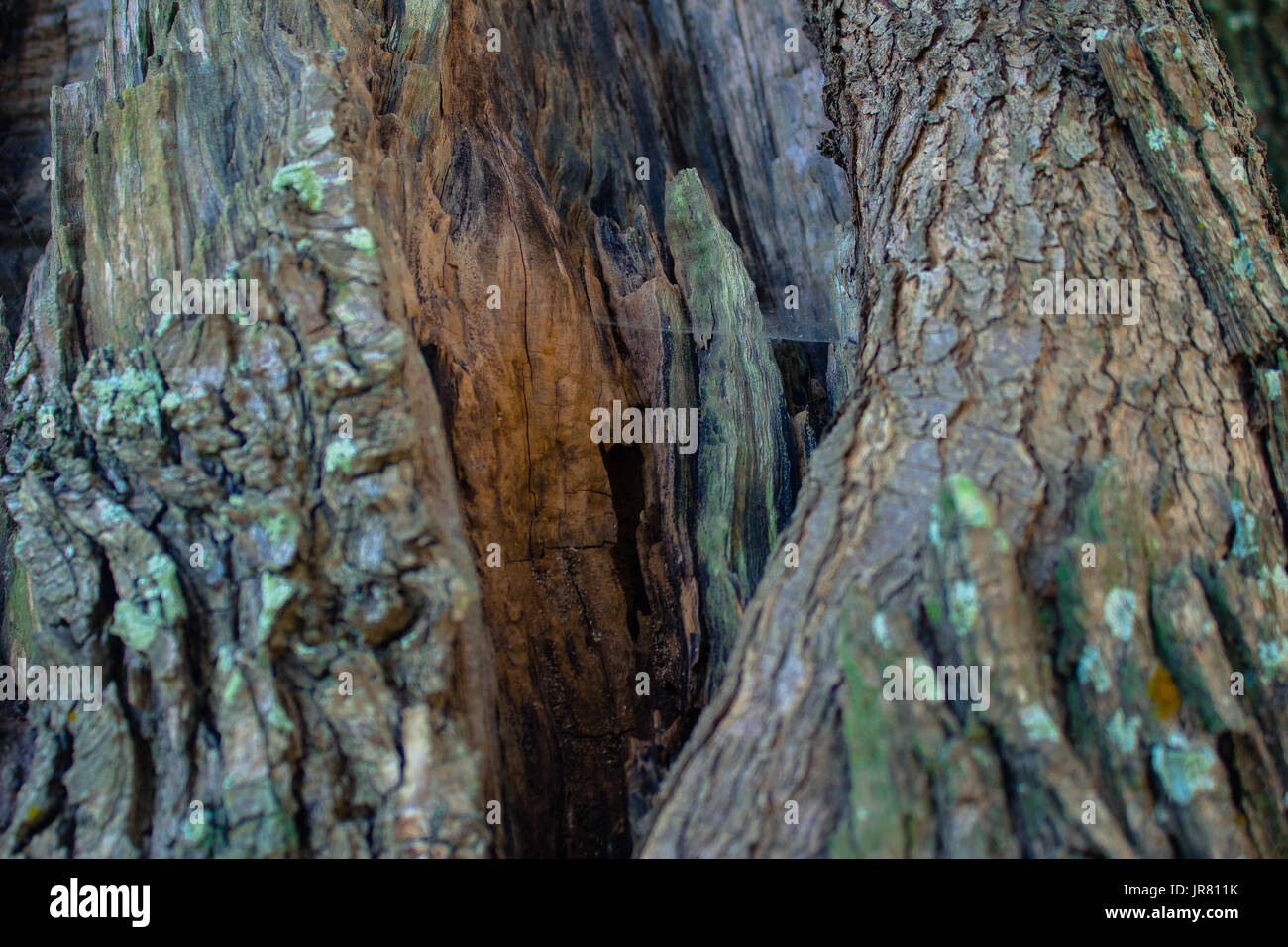 Baumrinde Stockfoto