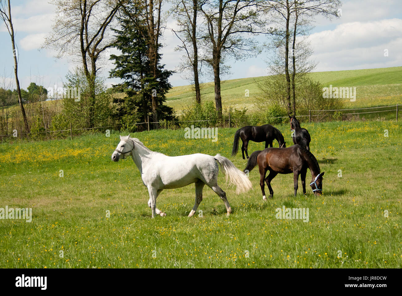 Kostenlose Pferde Grasen Auf Der Wiese Mit Vielen Blumen Im Sommer Herde Von Pferden Zusammen Ausserhalb Stockfotografie Alamy