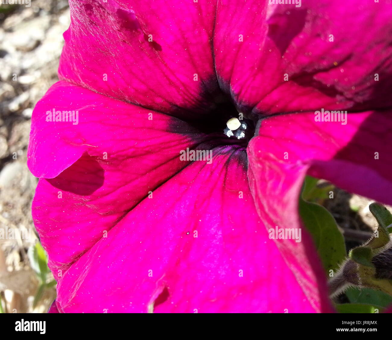 Lila Blüten mit dunkler Mitte Stockfoto