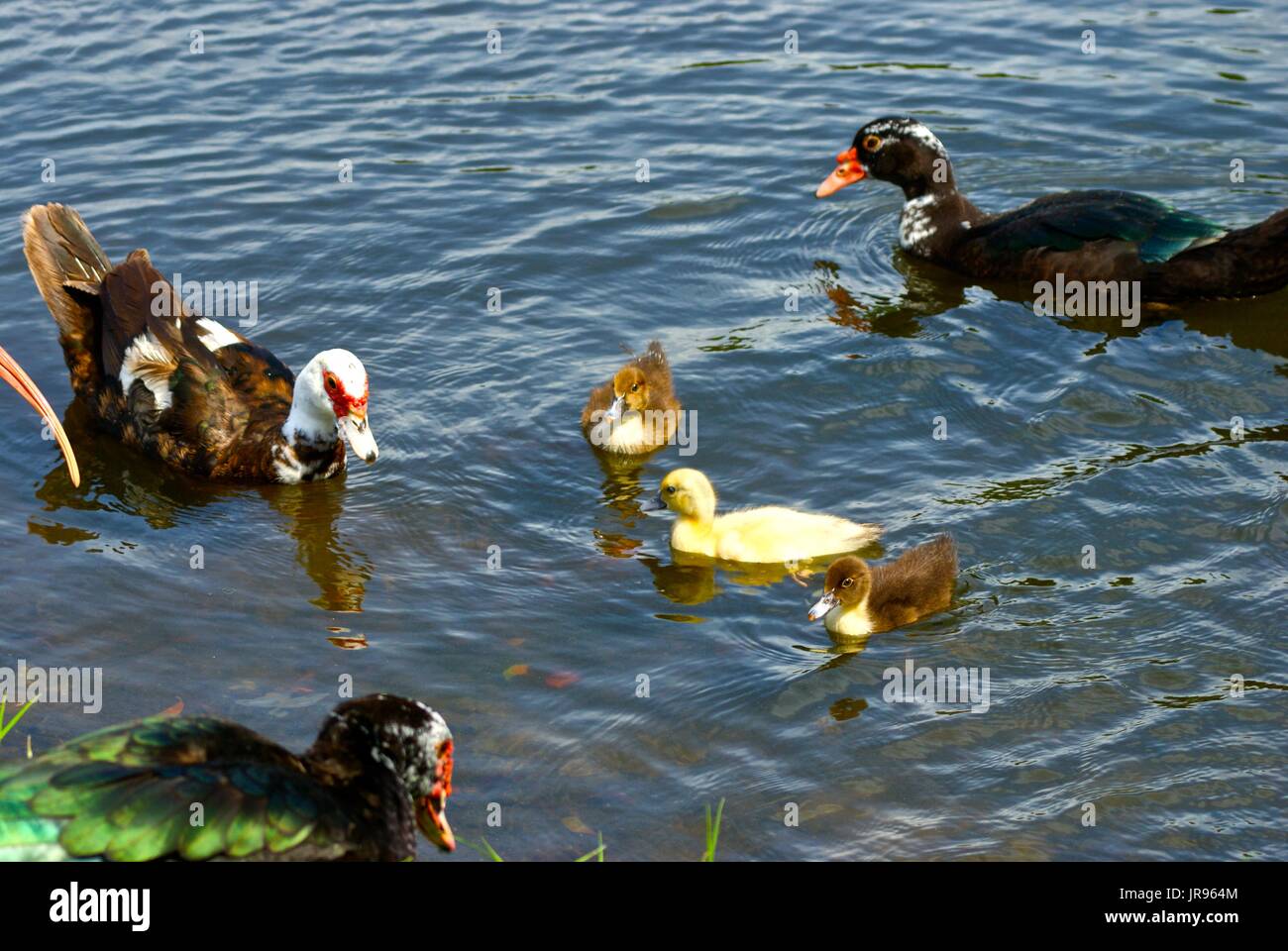 Enten schwimmen Stockfoto