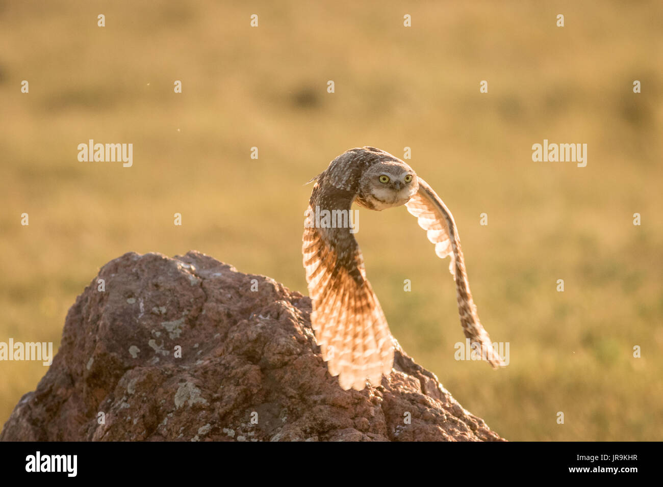 Ein kleiner Graben Eule (Athene cunicularia) weg fliegen mit Flügeln durch die goldenen Strahlen der Sonne beleuchtet. Stockfoto