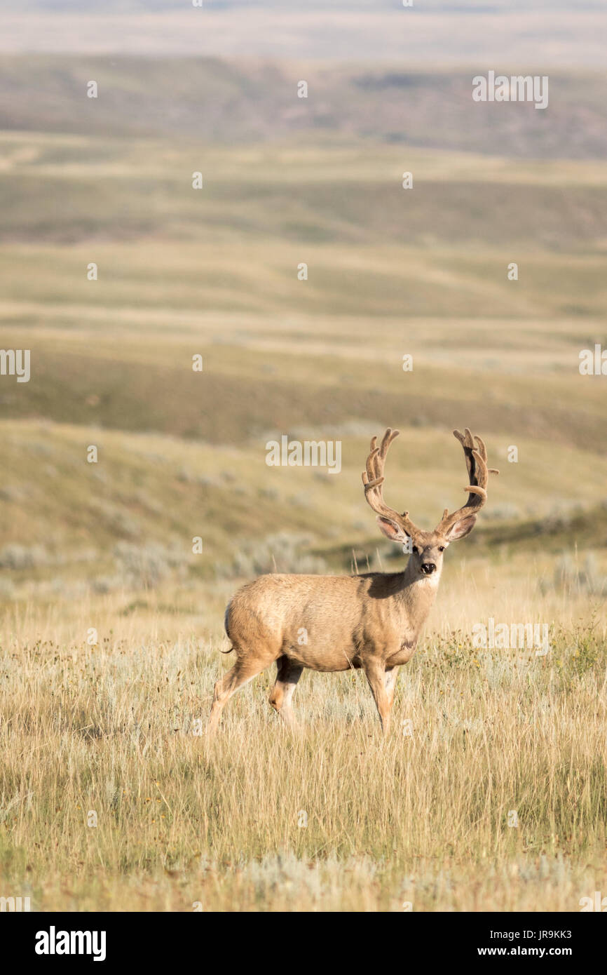 Große Reifen Hirsch (Odocoileus Hemionus) Buck mit Samt auf den Ebenen von Grasland Nationalpark Stockfoto