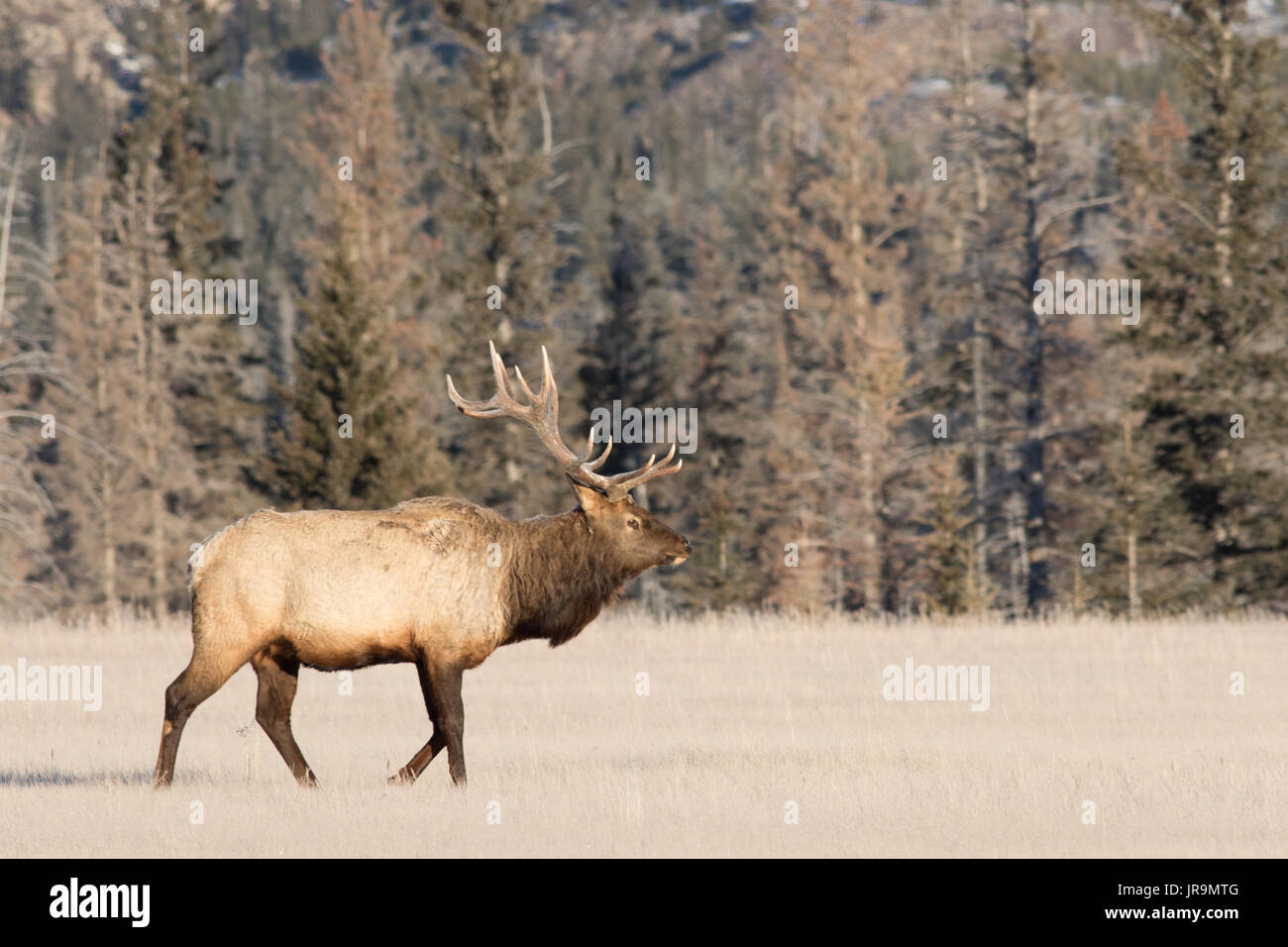 Reifen bull Elk (Cervus canadensis) zu Fuß durch eine Wiese im Jasper National Park. Stockfoto