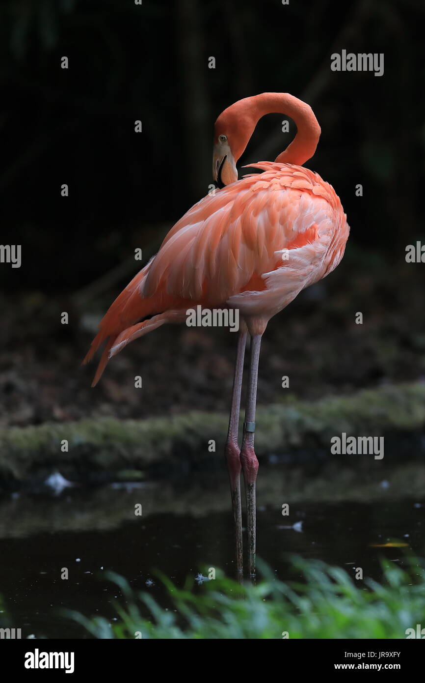 Eine einzelne rosa Flamingo Stockfoto