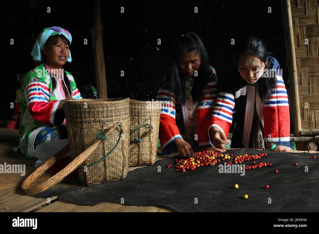 Suan Lahu Kaffeefarm, Chang Mai - Thailand, Südostasien, Asien Stockfoto