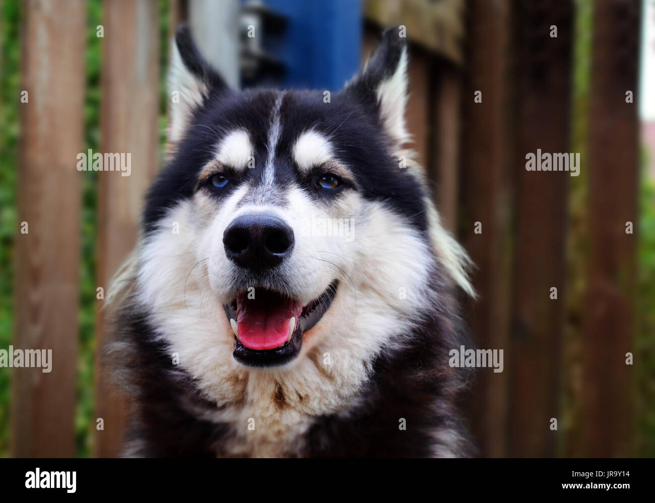 Siberian husky mit blauen Augen lächeln in die Kamera Stockfoto