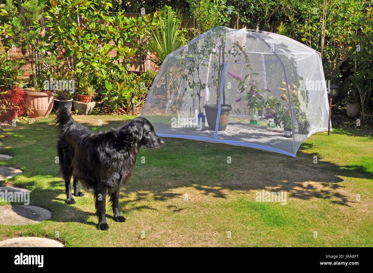 Moskito Zelt verwendet wie ein Schmetterling Käfig und Flat-Coated  Retriever Stockfotografie - Alamy