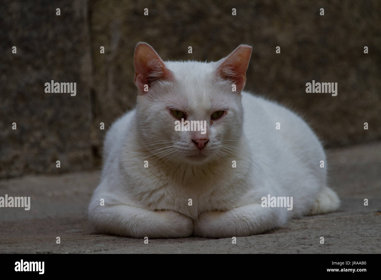 Weiße Hauskatze in der Straße liegend. Venedig. Italien Stockfoto
