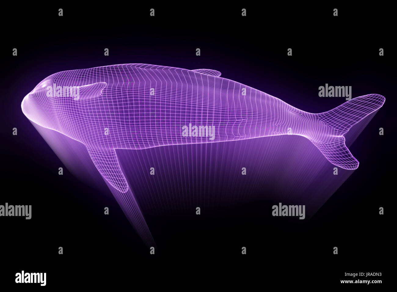 Orca Im Hologramm Drahtmodell Stil Schone 3d Rendering Stockfotografie Alamy