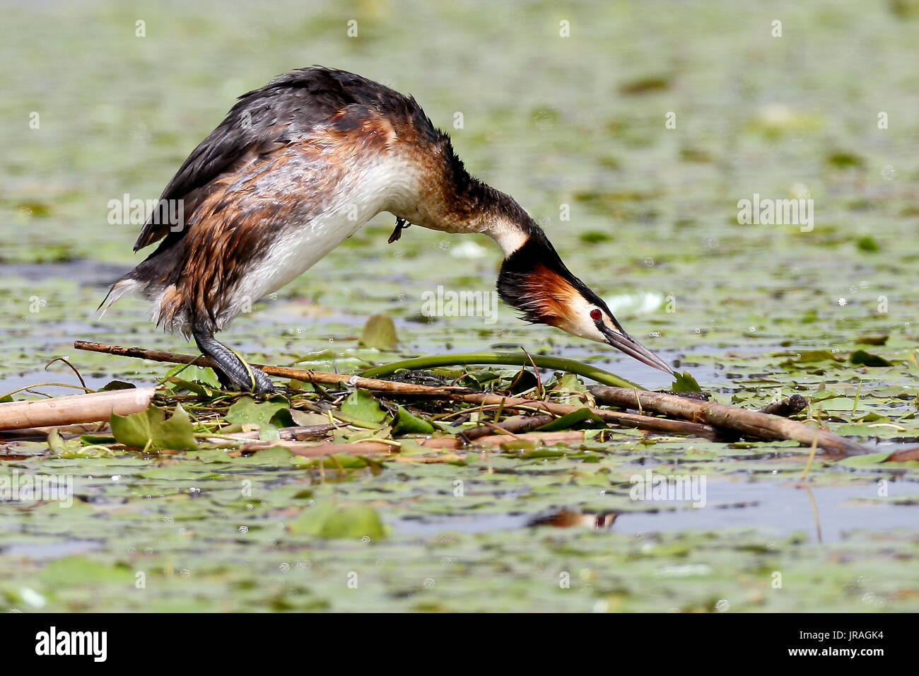 Haubentaucher Nest bauen auf Lily Pads. Stockfoto