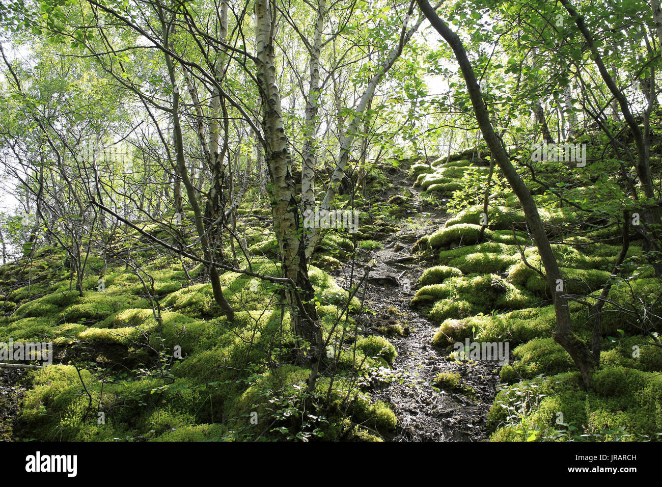 Woodland mit Moos Kissen auf Kalk Haufen neben Minera Steinbruch, Wales Stockfoto