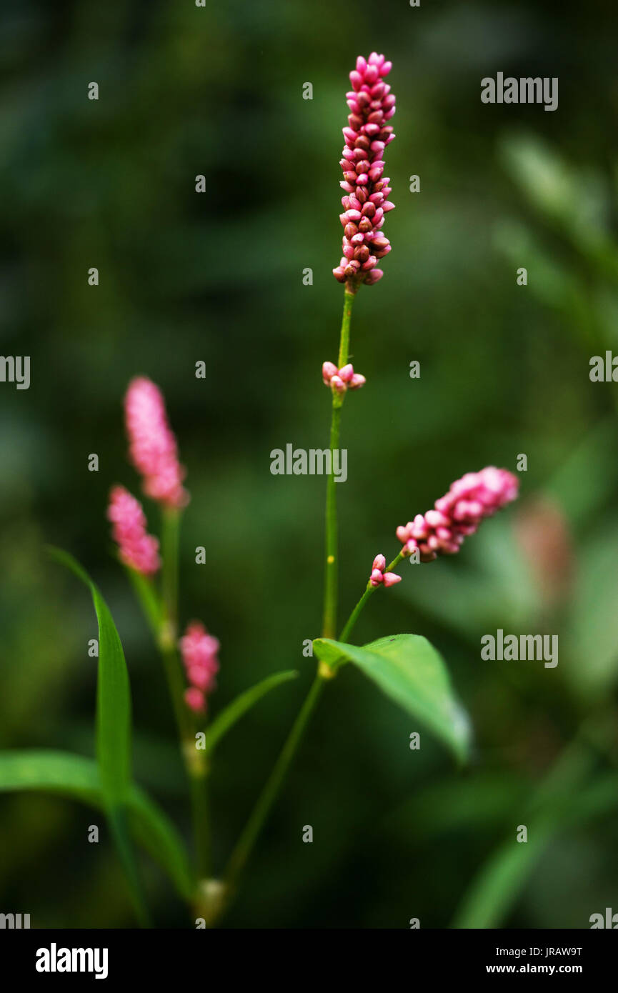 Pflanzen der Tyne Tal - rotschenkel/Persicaria maculosa Stockfoto