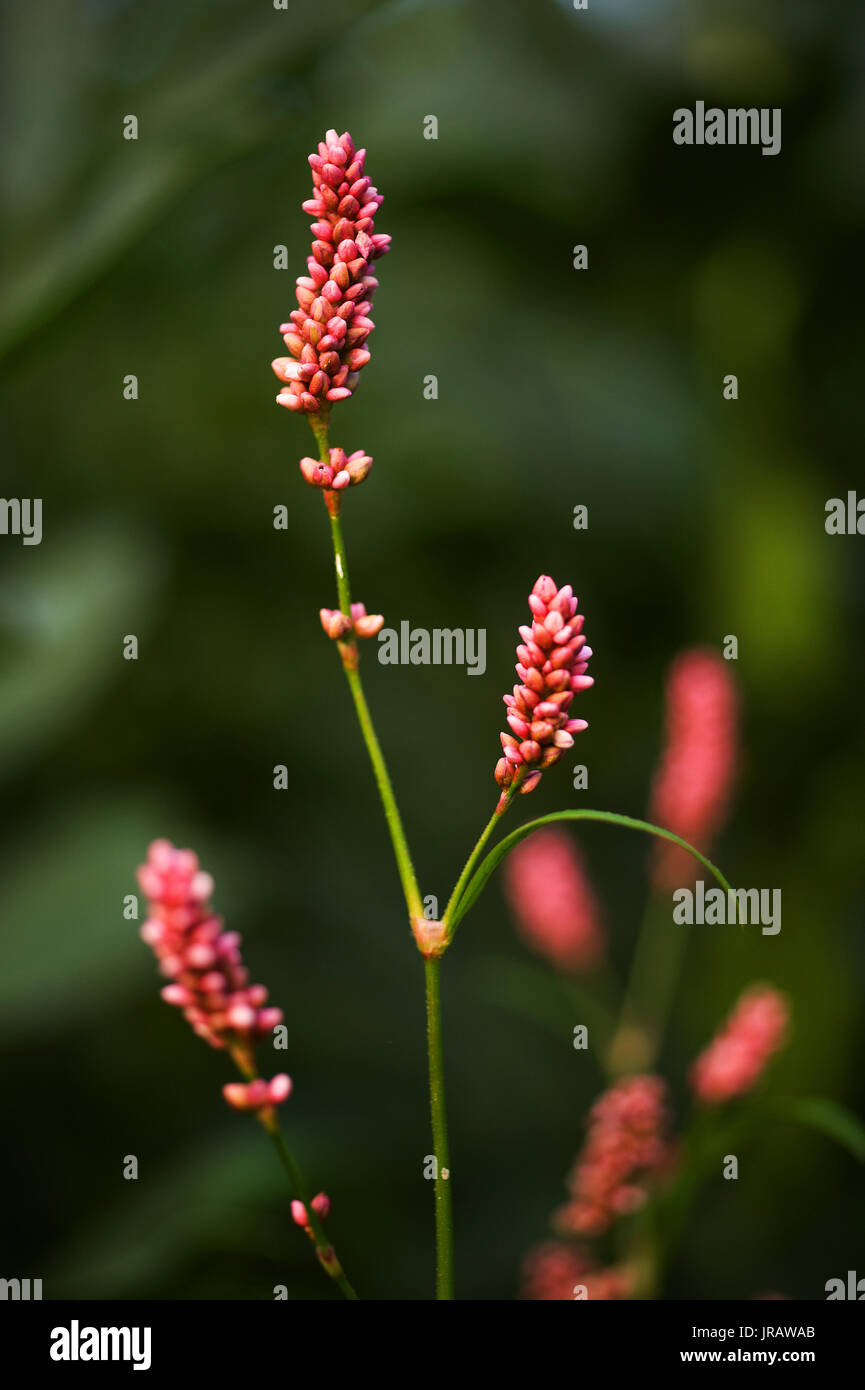 Pflanzen der Tyne Tal - rotschenkel/Persicaria maculosa Stockfoto