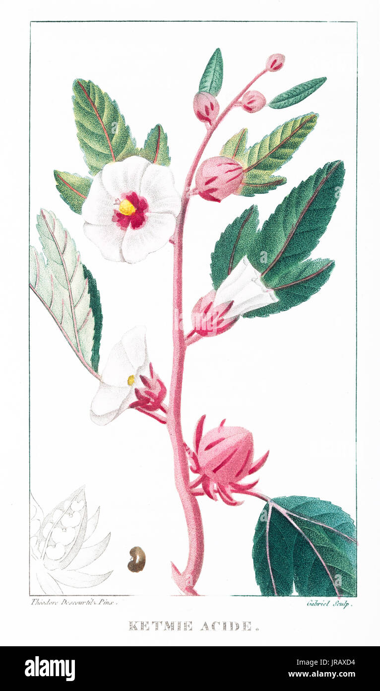 Ketmie Acide Gravur print Stockfoto