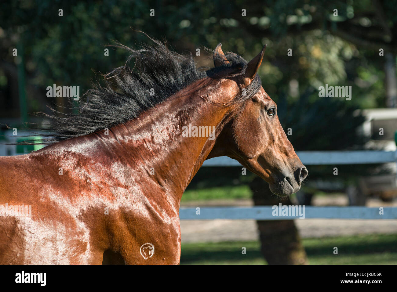 Mangalarga Marchador Hengst in Brasilien Stockfoto